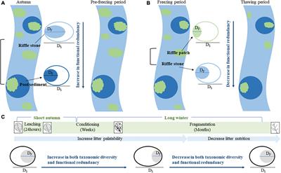 Winter dynamics of functional diversity and redundancy of riffle and pool macroinvertebrates after defoliation in a temperate forest stream